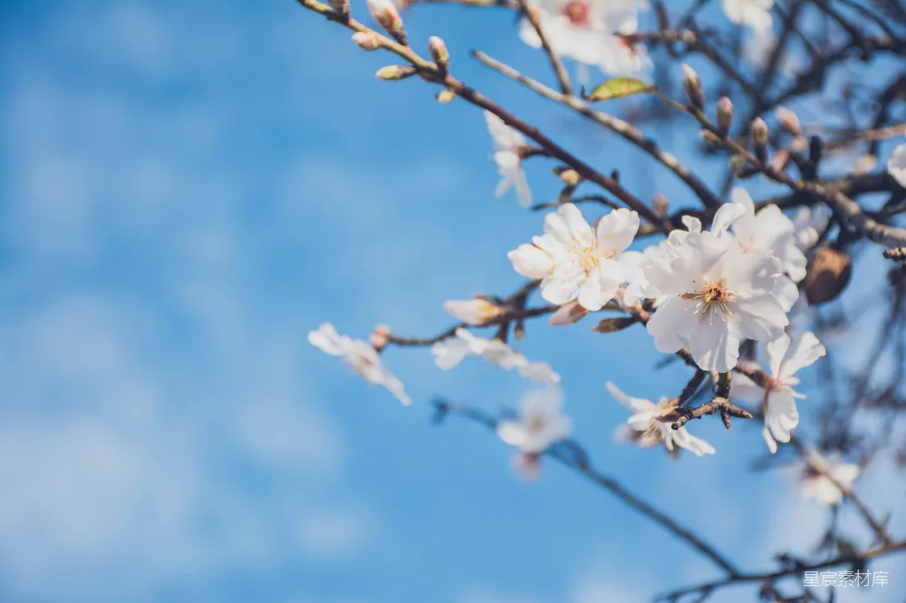 高清摄影  白花瓣的浅景深摄影