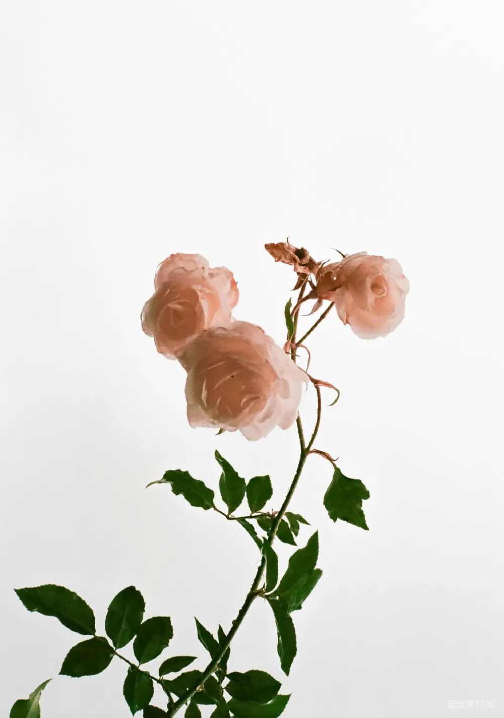 高清摄影  粉红色玫瑰花