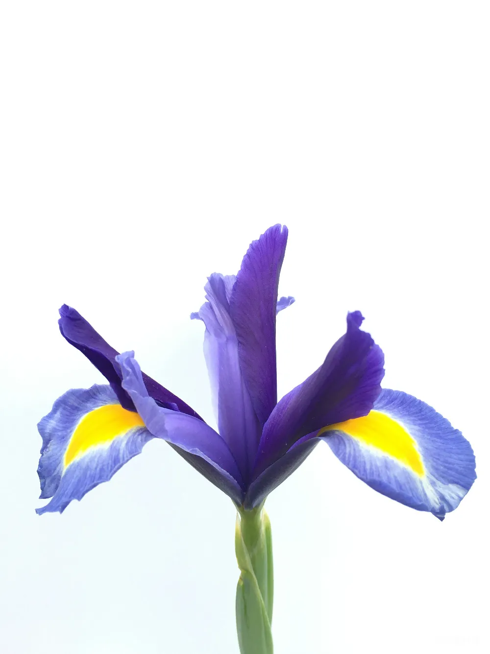 高清摄影  黄紫相间的花在白色背景前