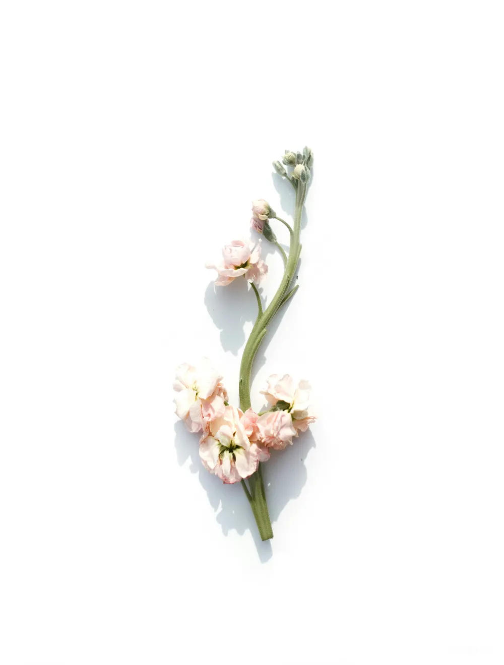 高清摄影  白底上的一朵粉红色花瓣的花
