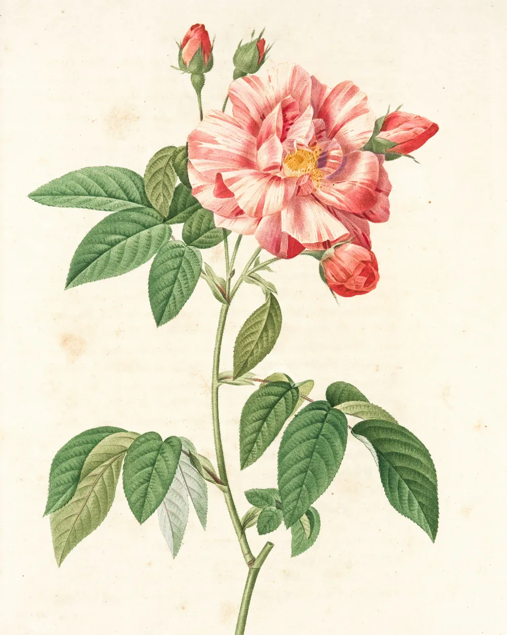 高清摄影  粉红色的花和绿色的叶子的画作