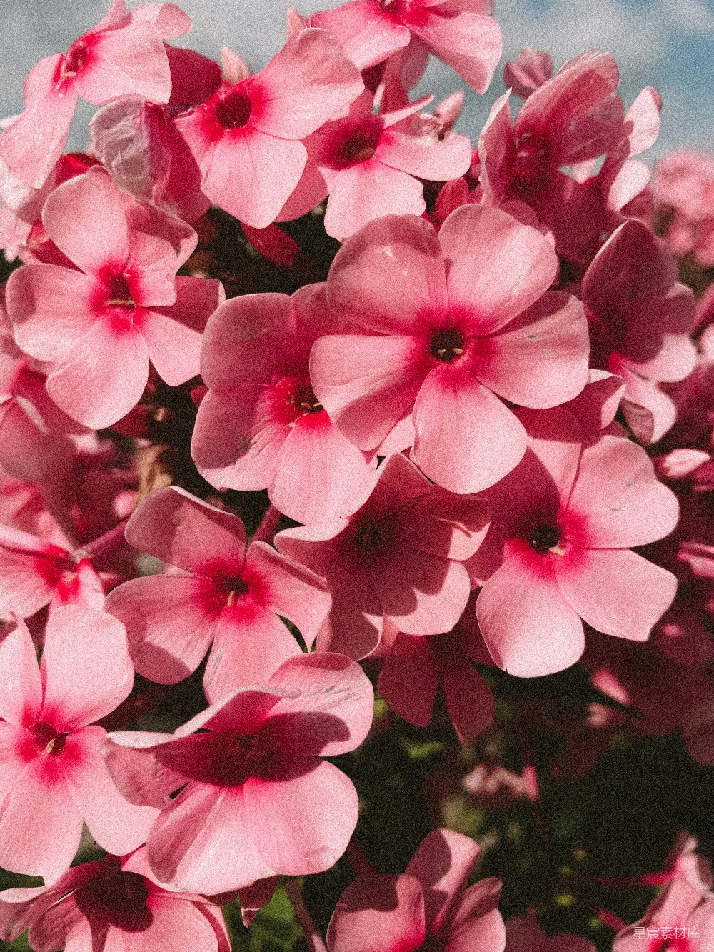 高清摄影  粉红色花瓣的花