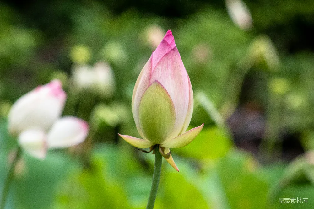 高清摄影  粉红色的花