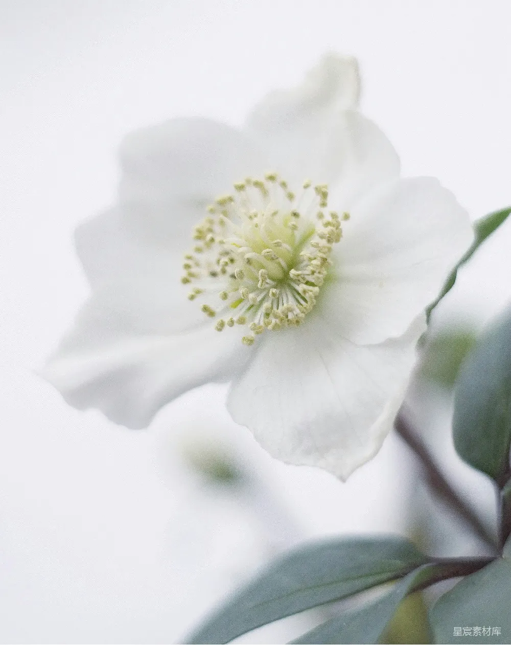 高清摄影  白花瓣的花