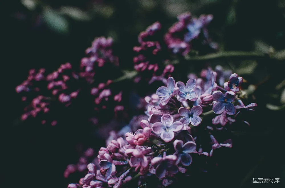 高清摄影  紫色花朵摄影