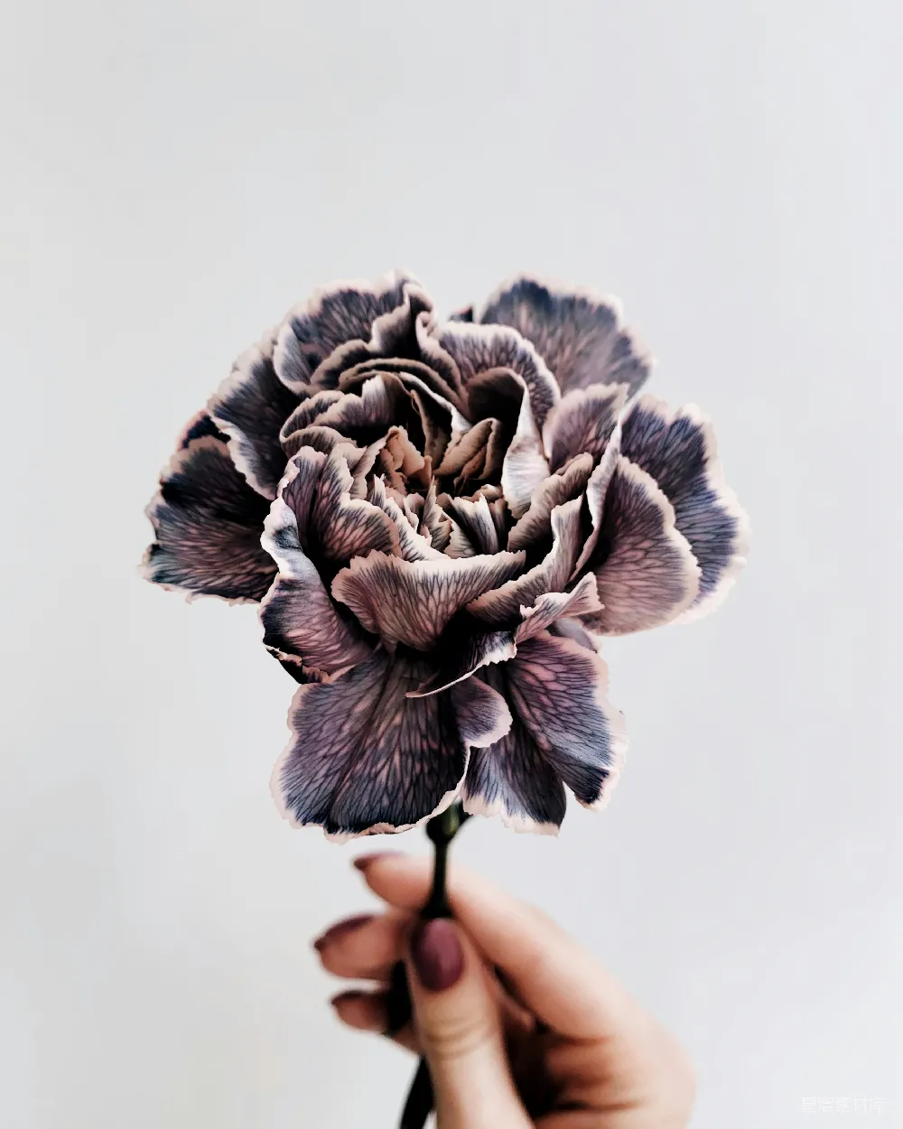 高清摄影  拿着带有灰白花瓣的花的人