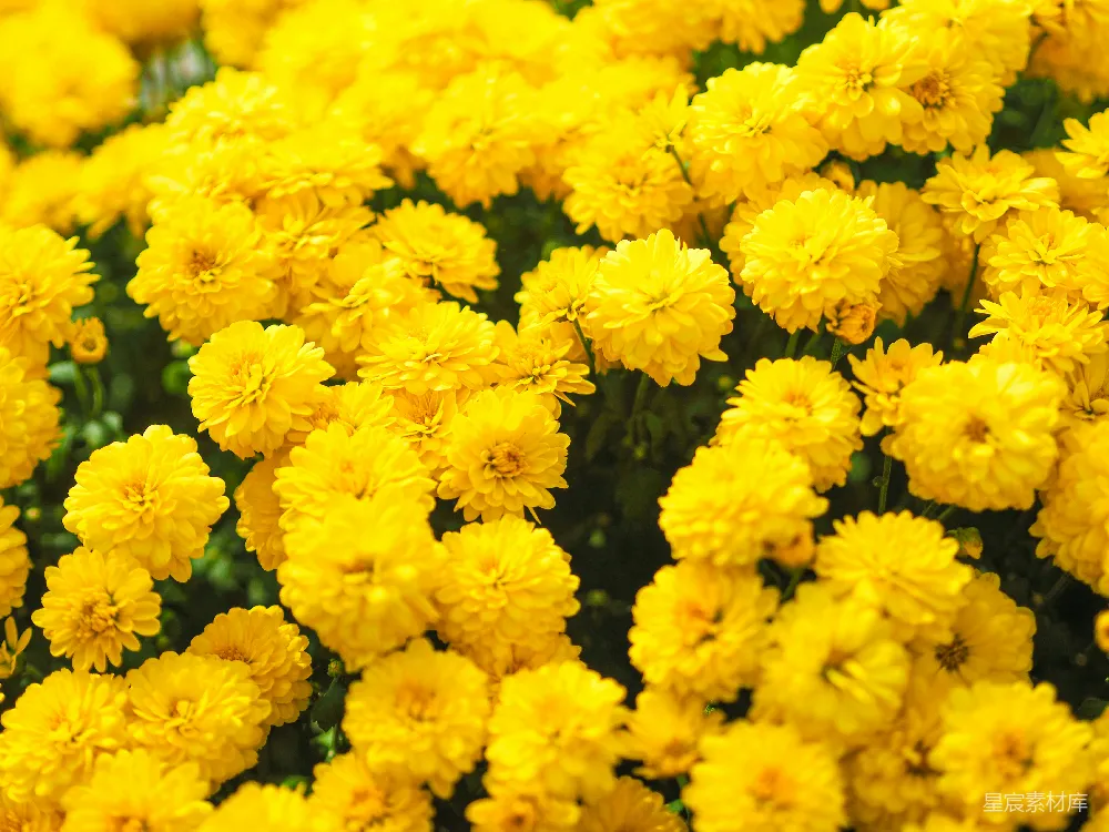 高清摄影  黄色的花朵照片