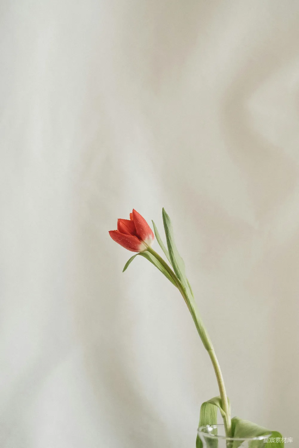 高清摄影 自然 一个玻璃花瓶中的一朵红花