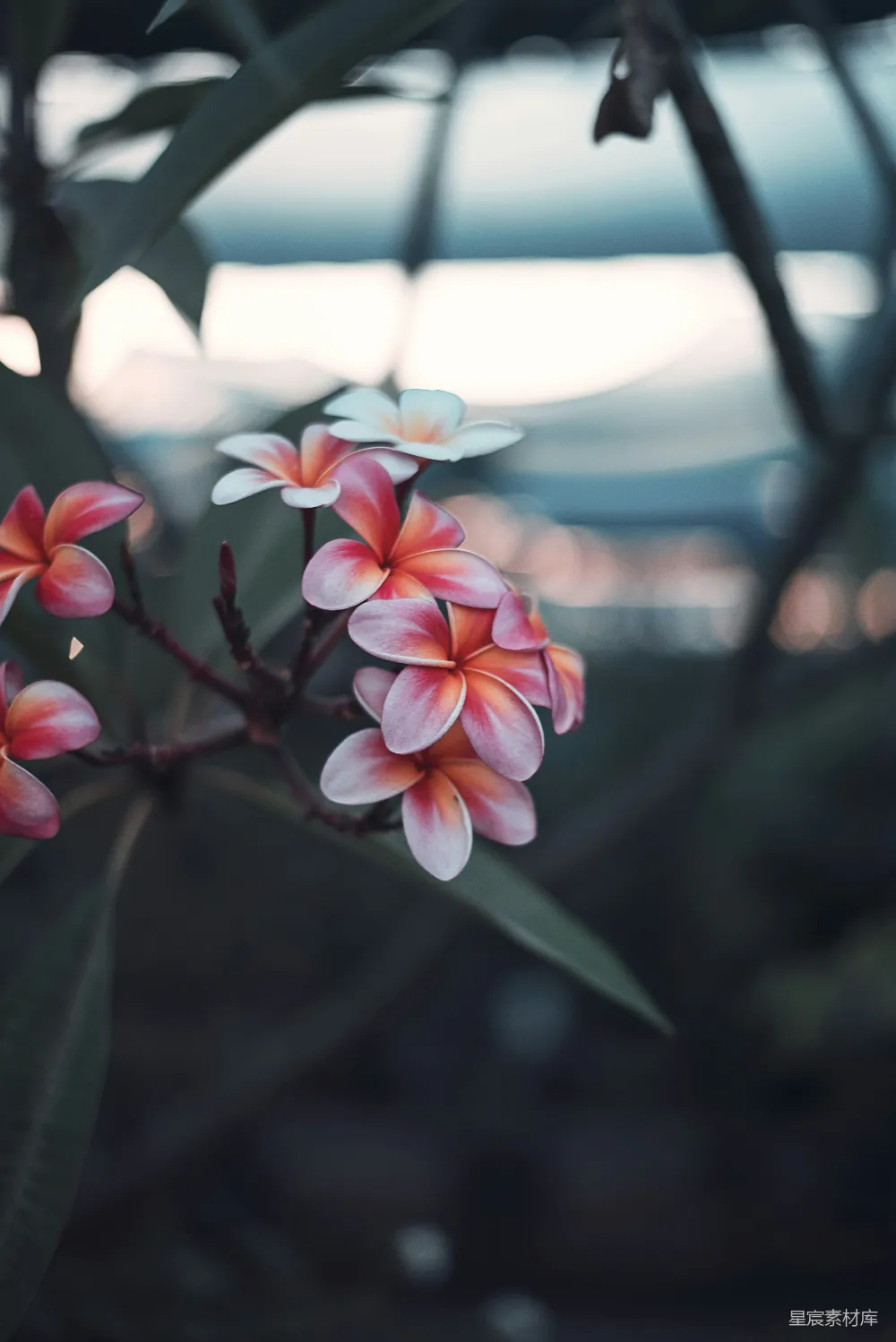 高清摄影  红色花瓣的花