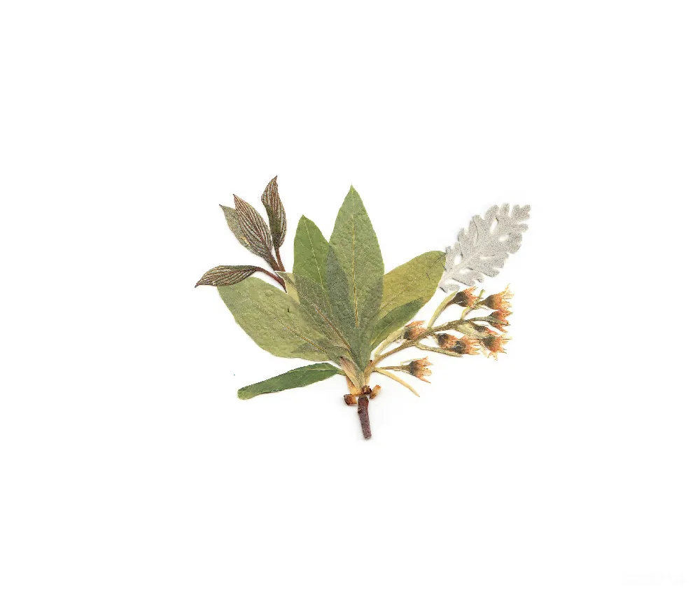 高清摄影  白花瓣、绿花瓣和棕花瓣的花