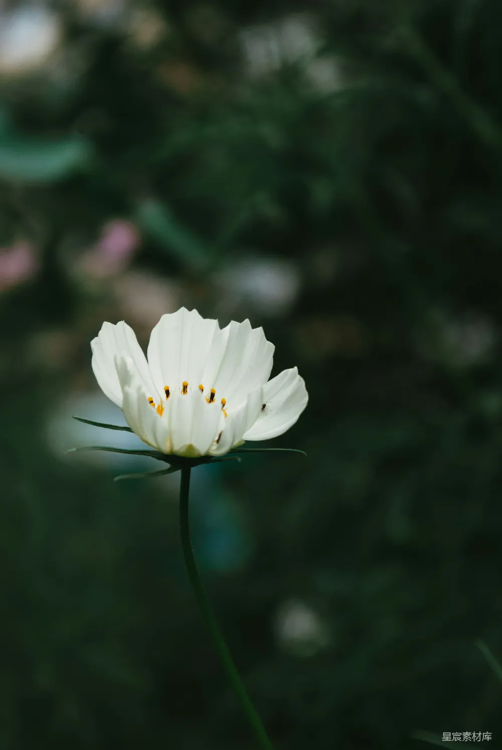 高清摄影  微移镜头中的白花