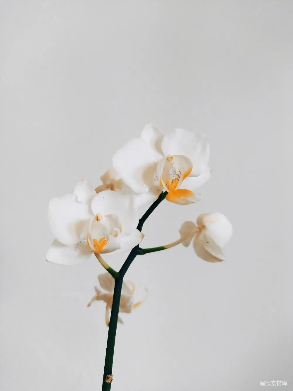 高清摄影 自然 春天 壁纸 一枝白黄相间的花在花瓶里。