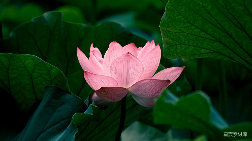 高清摄影  粉红色的莲花在白天开花。