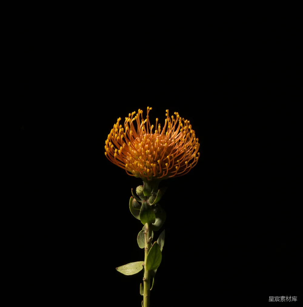 高清摄影  橙色花瓣的花