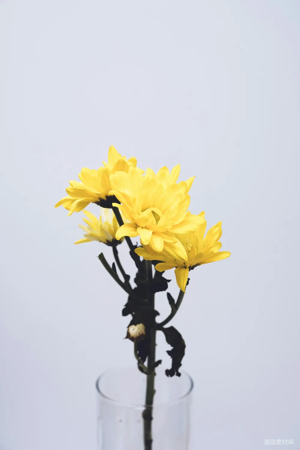 高清摄影  黑色钢架上的黄色花