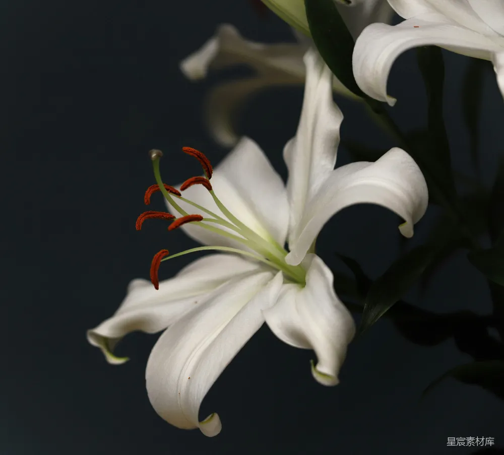 高清摄影 壁纸 自然 一朵白色的花的特写镜头