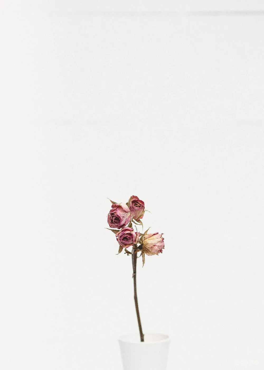 高清摄影  粉红色的玫瑰花