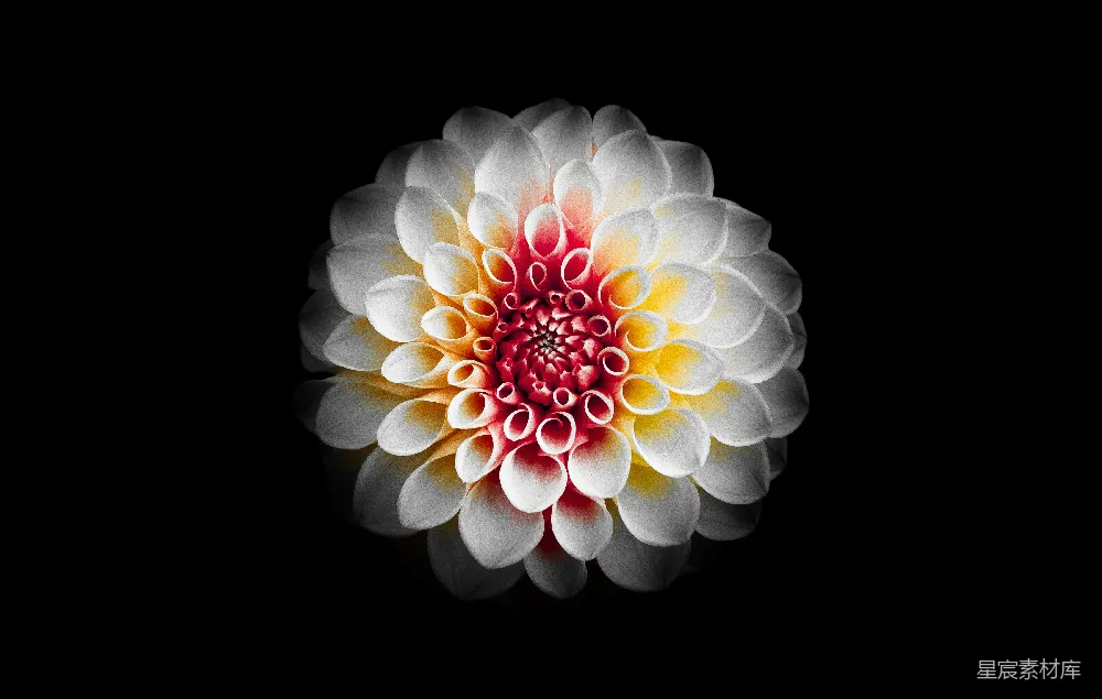 高清摄影  浅景深摄影中的白红色花