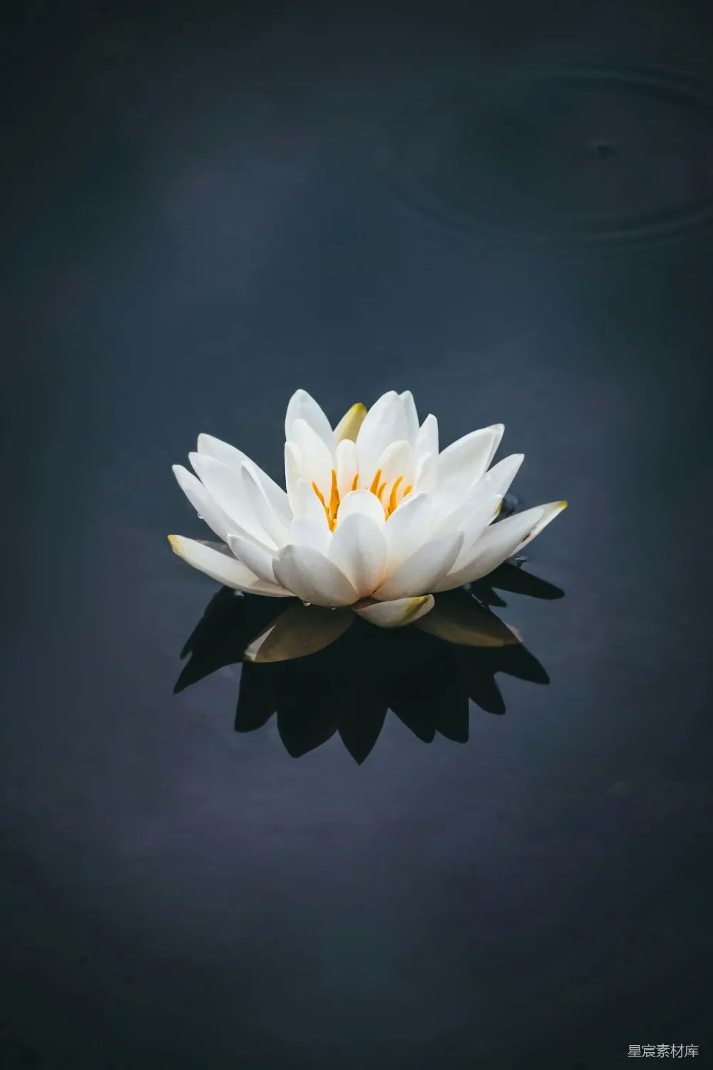 高清摄影 自然 盛开的白莲花