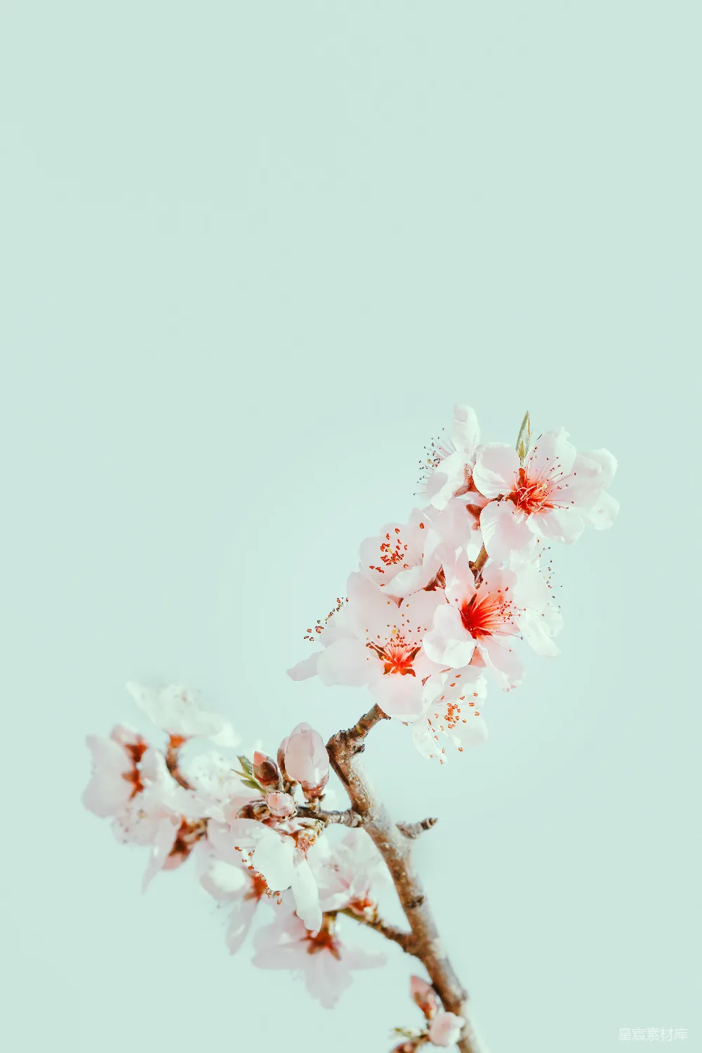 高清摄影 壁纸 自然 春天 白色和粉色的樱花