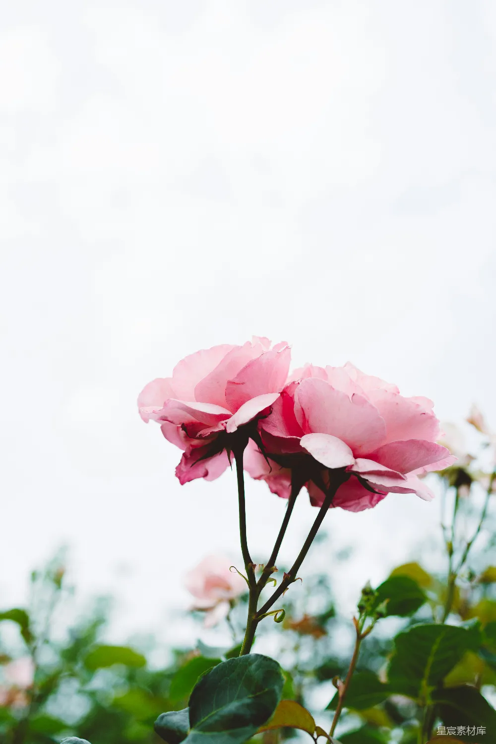 高清摄影  选择性聚焦摄影中的粉红色花朵
