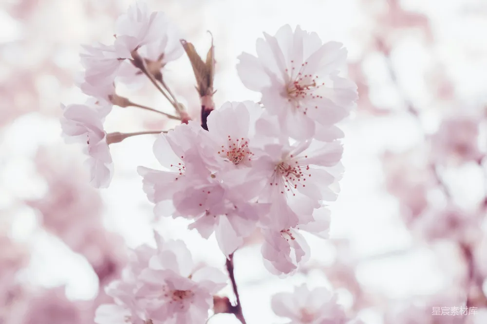 高清摄影  樱花花