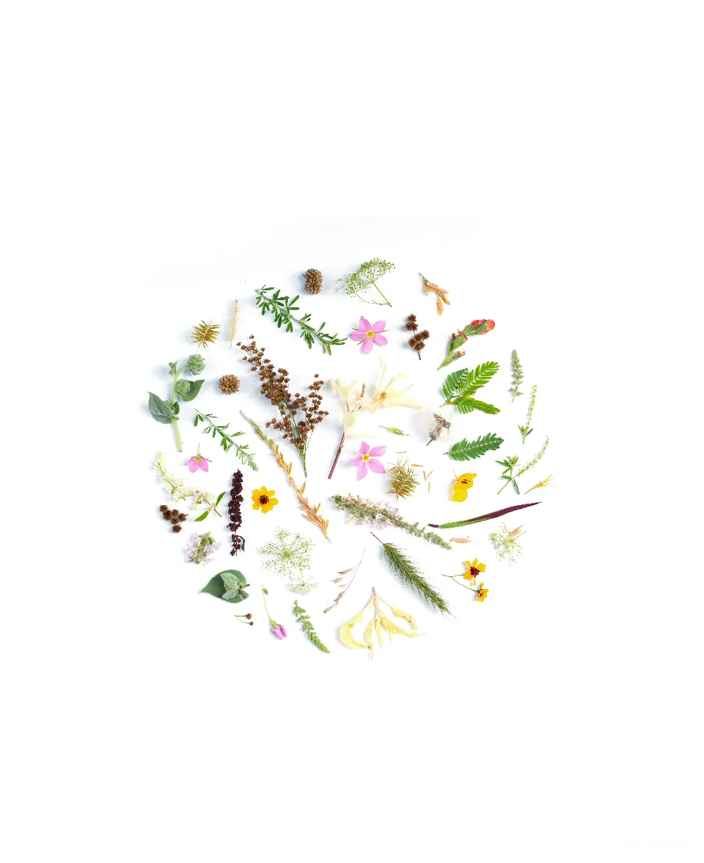高清摄影  各种颜色的花朵