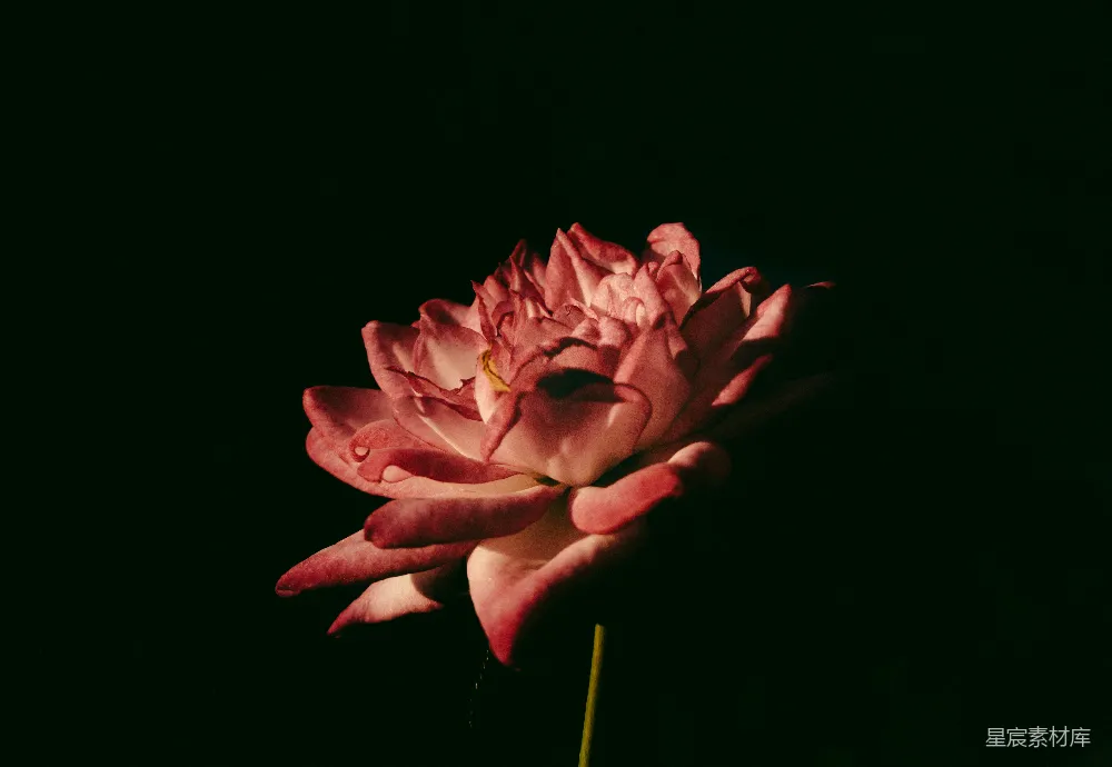 高清摄影  一朵红花在黑暗中