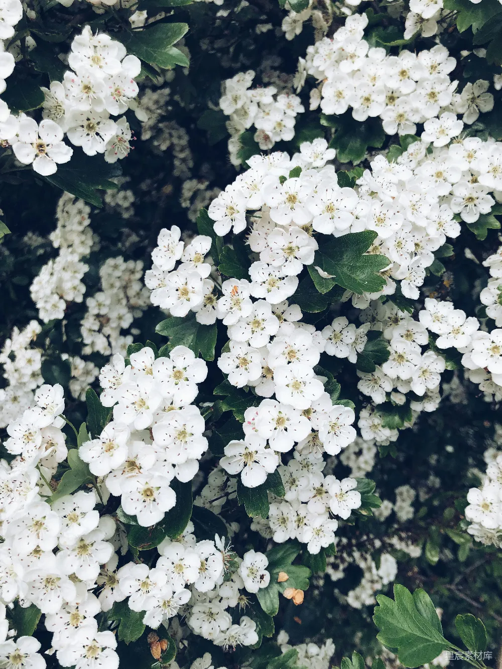 高清摄影  白花瓣的花