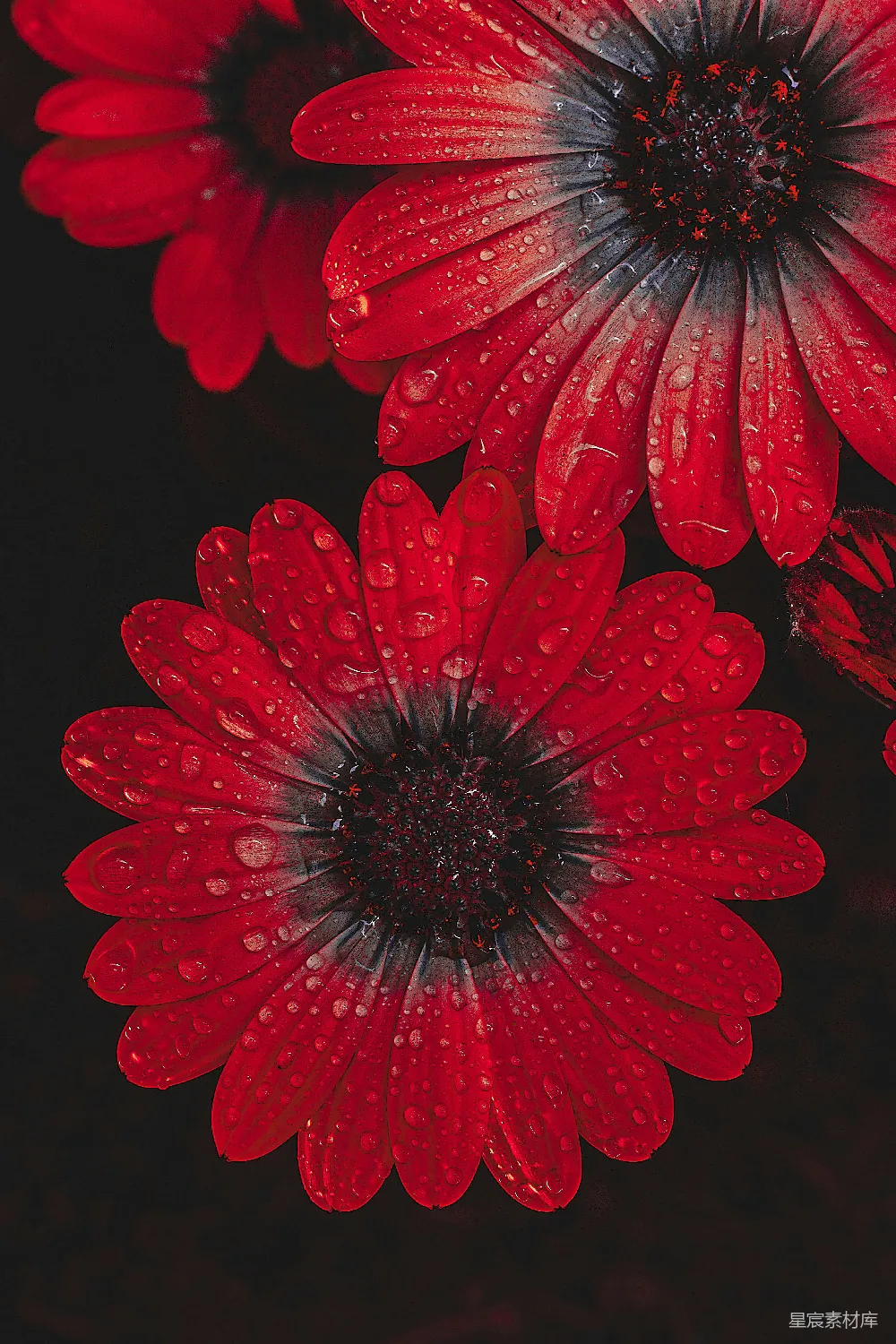 高清摄影  一簇红色的花