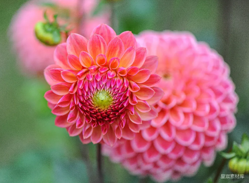 高清摄影  粉红色花瓣的花