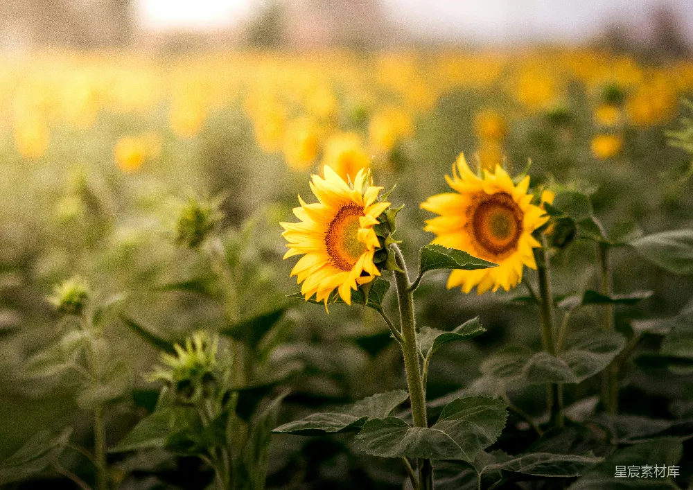 高清摄影  向日葵草地