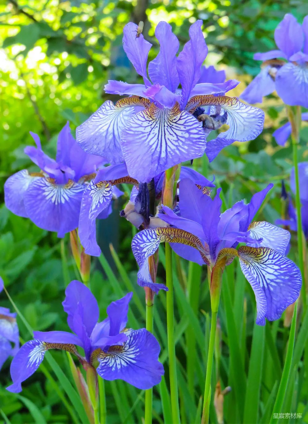 高清摄影  紫色和白色花朵