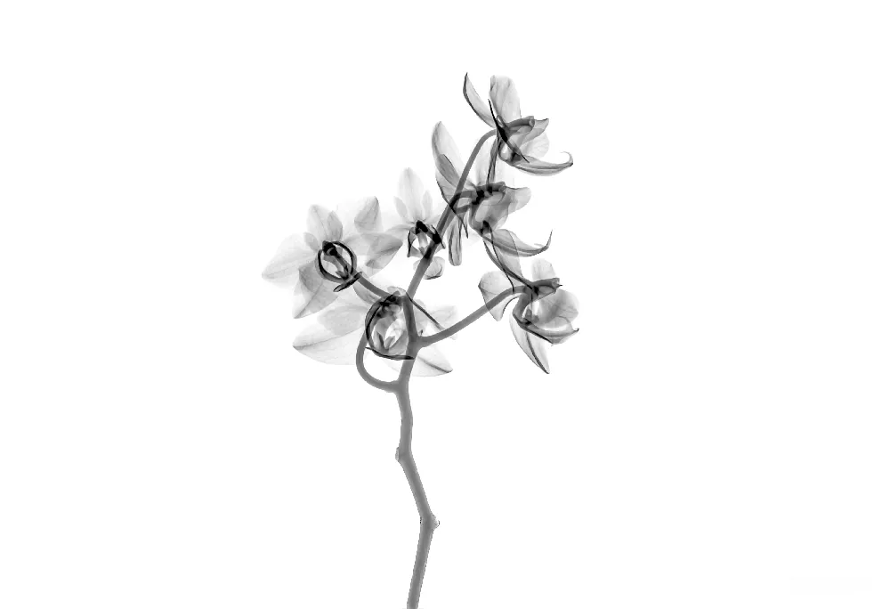 高清摄影 实验性 白色花瓣的花形剪贴画