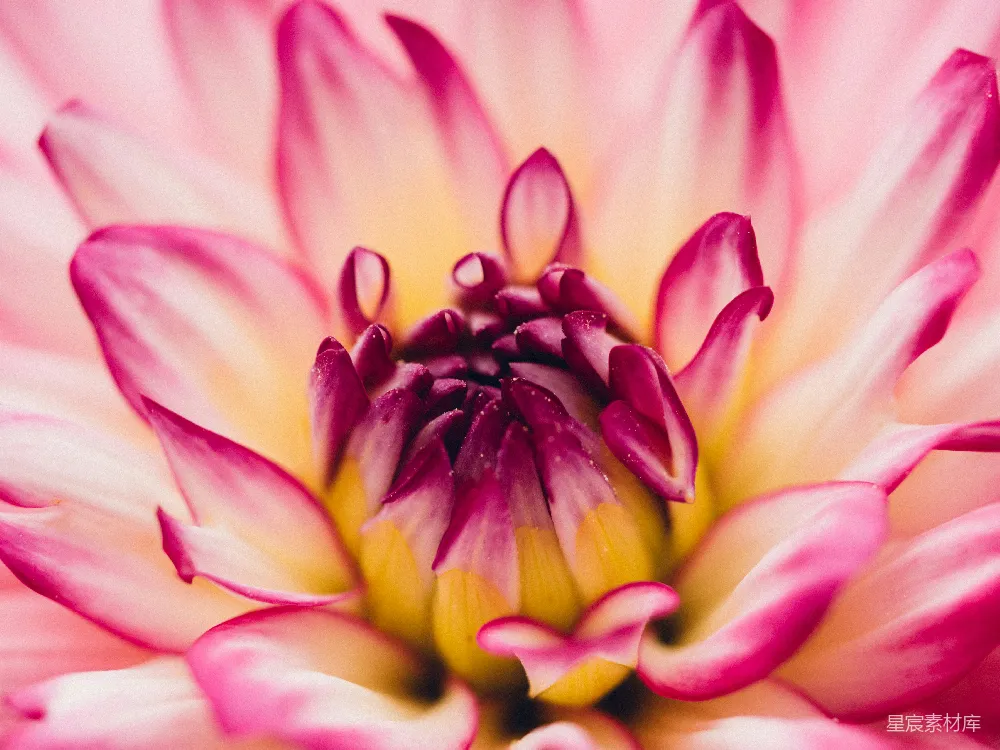 高清摄影  粉红色的花