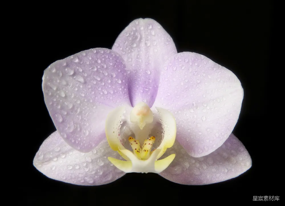 高清摄影 自然 壁纸 春天 一朵带水珠的紫色花朵