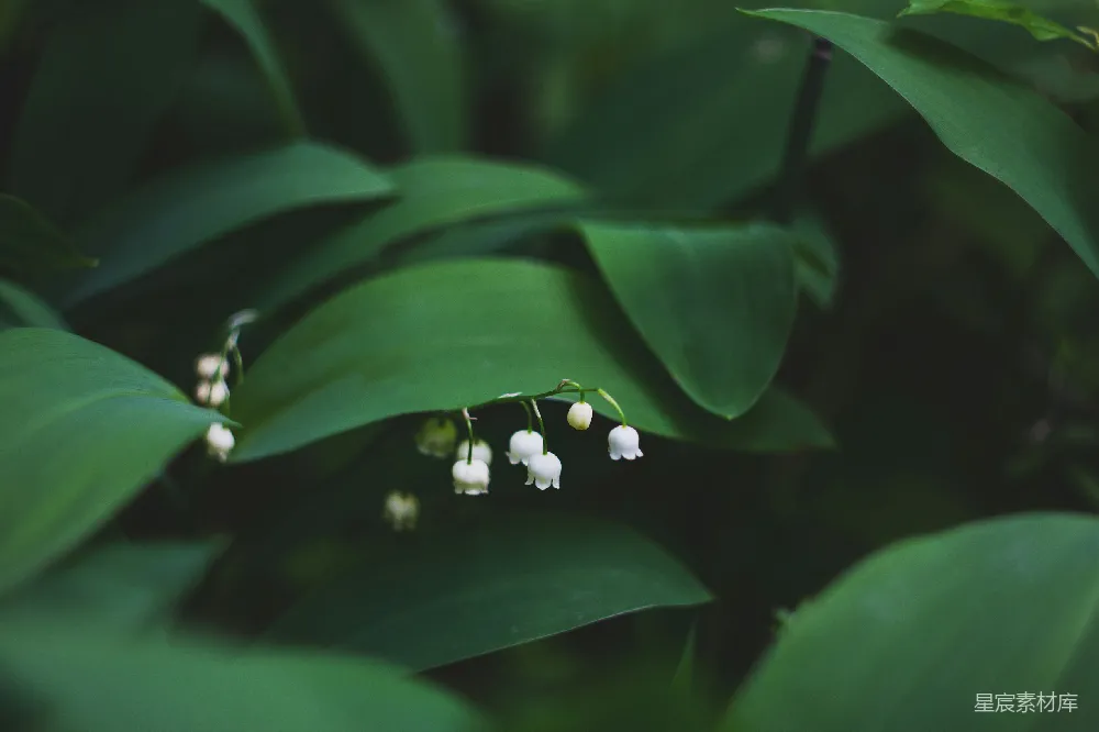 高清摄影  浅景深摄影的白花