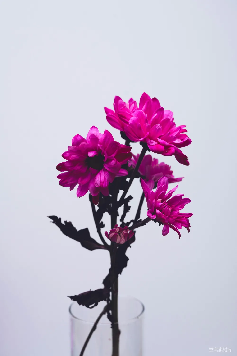 高清摄影  粉红色的花朵在黑树枝上