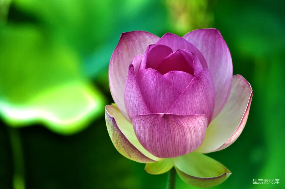 高清摄影  粉白相间的花瓣花朵照片
