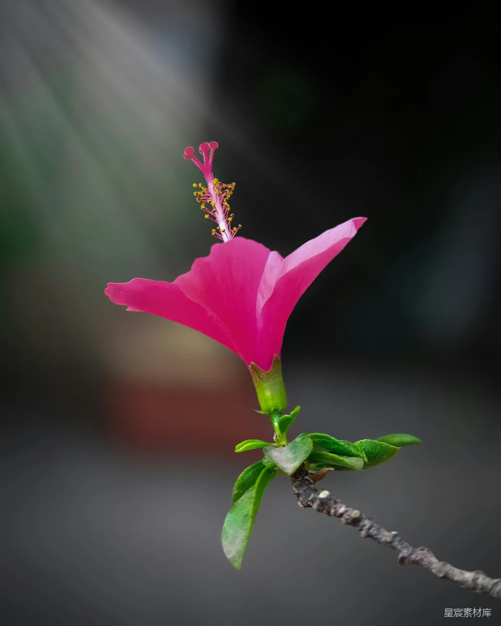 高清摄影  粉红色的花朵在棕色的茎上。