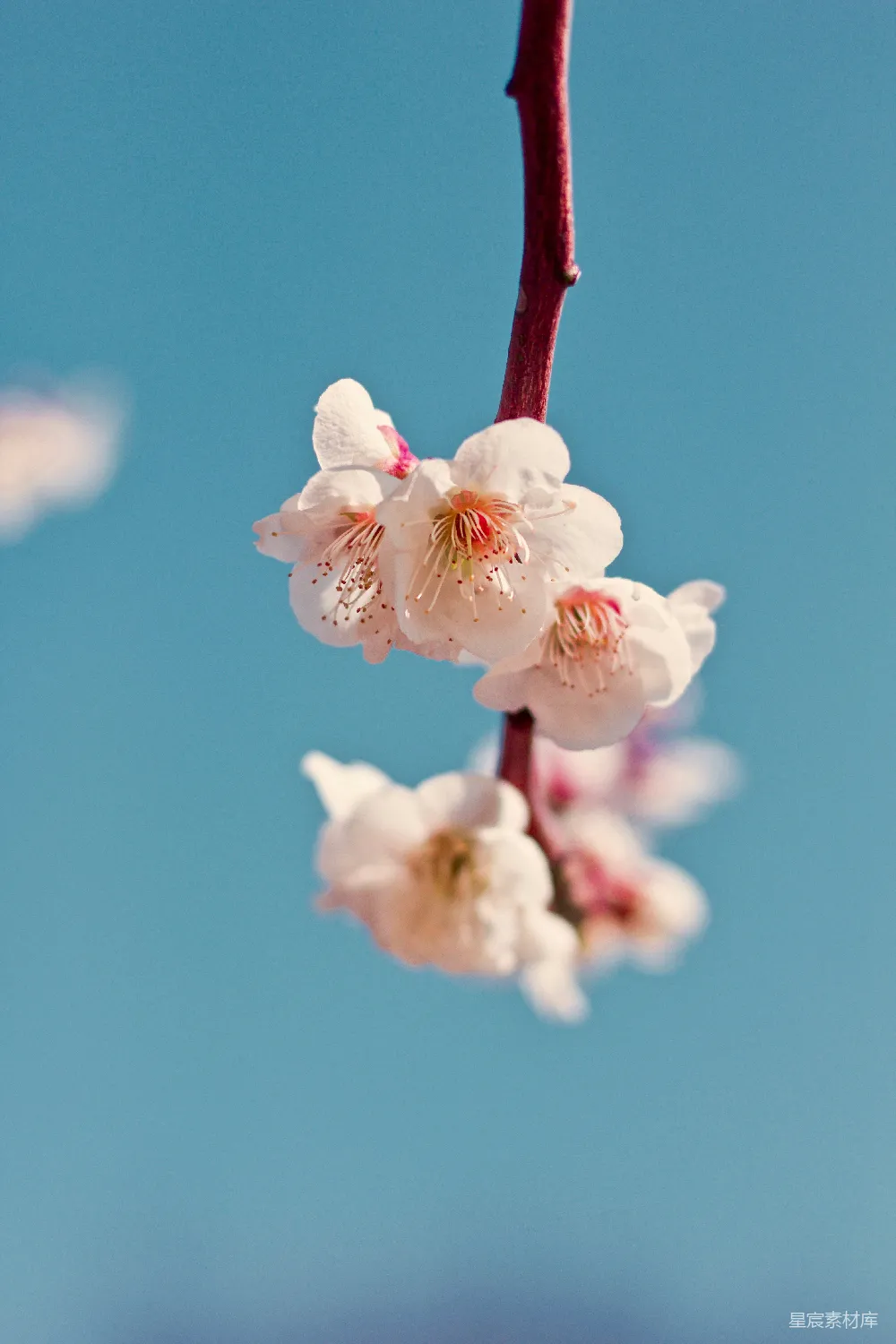 高清摄影  白色花瓣的花
