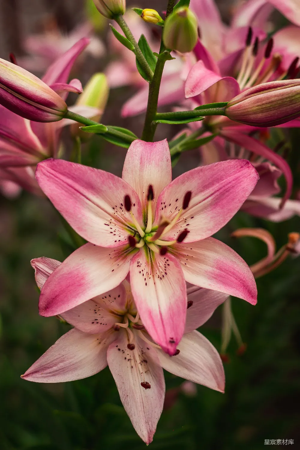 高清摄影  粉色花朵的特写摄影