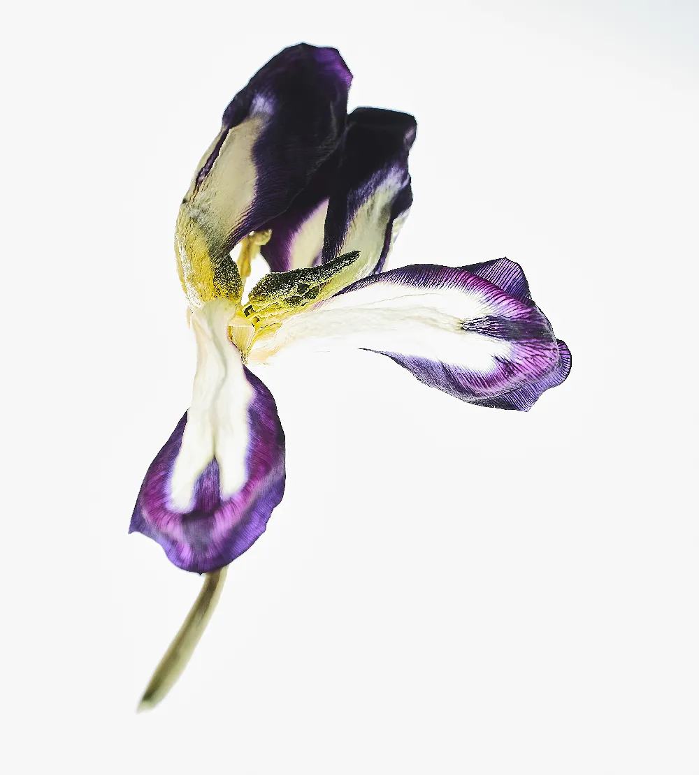 高清摄影 自然 实验性 春天 紫色和白色花瓣的花