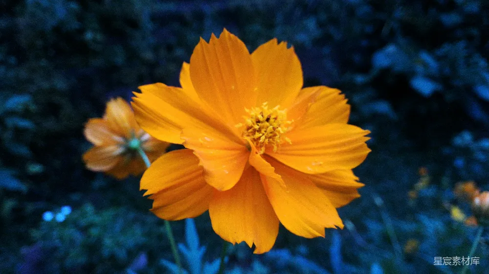 高清摄影  浅景深的黄花摄影