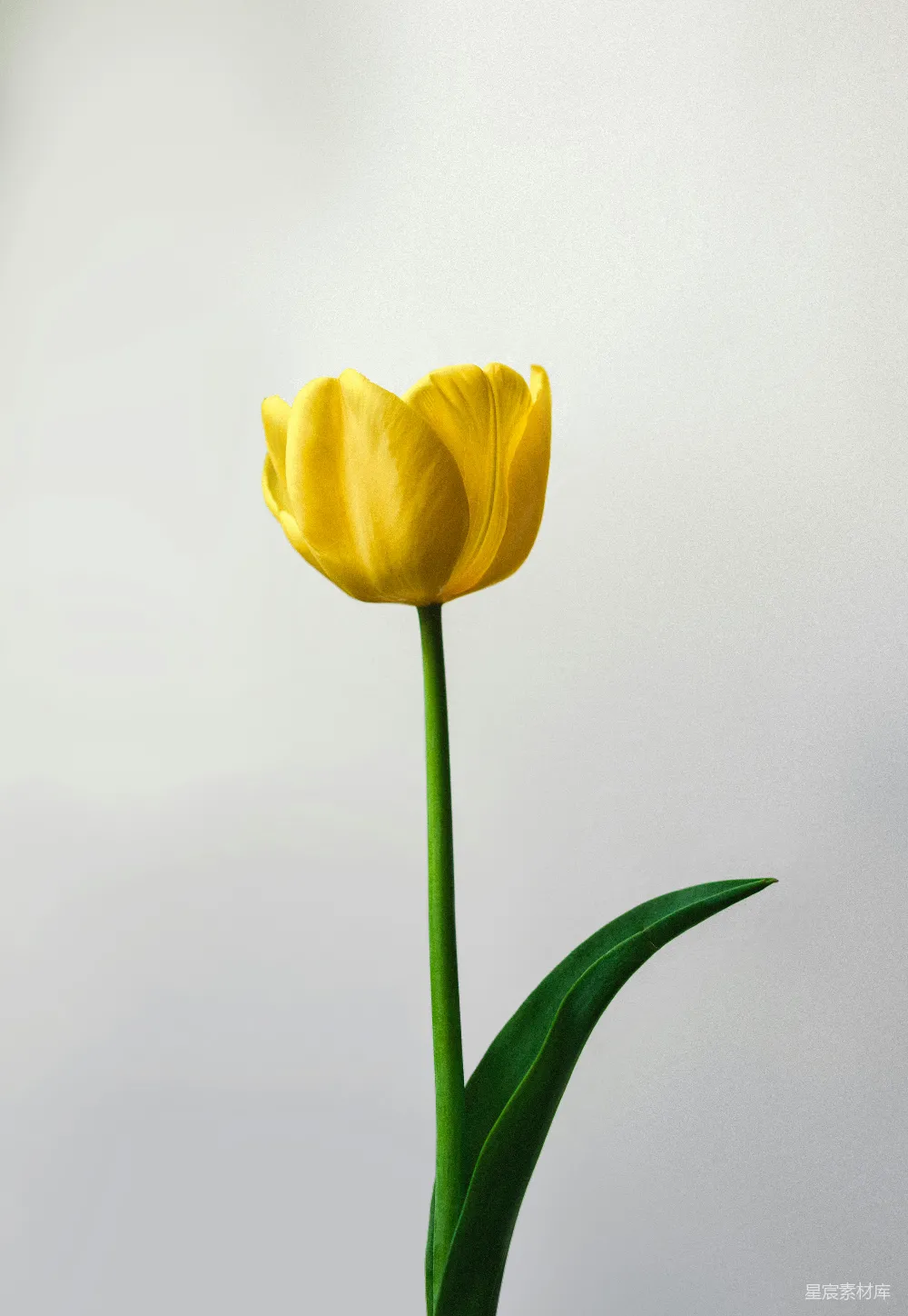 高清摄影  一支黄色的郁金香在玻璃花瓶中