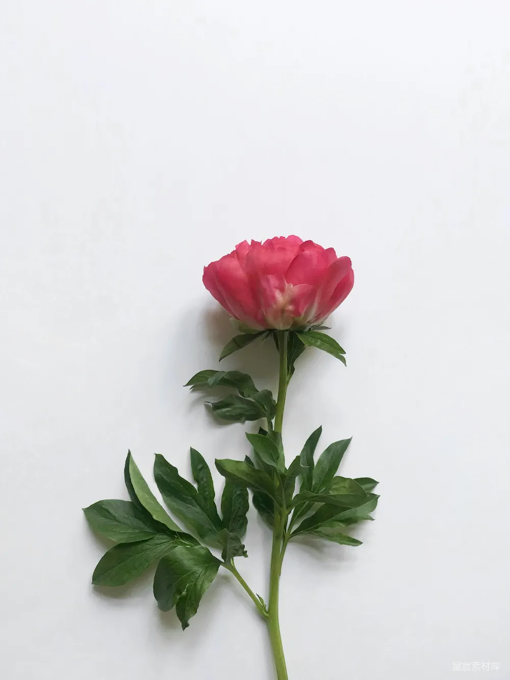 高清摄影  白色表面上的粉红色花瓣的花