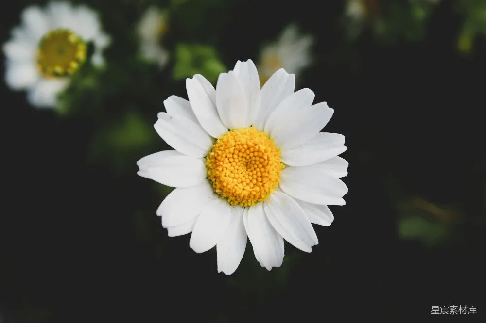 高清摄影  白色雏菊花