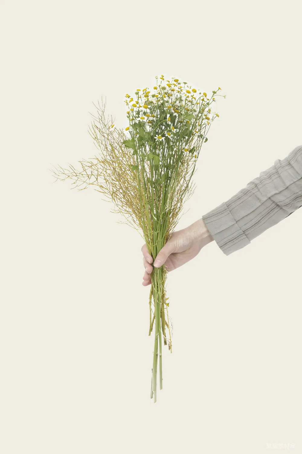 高清摄影  手持雏菊花束的人