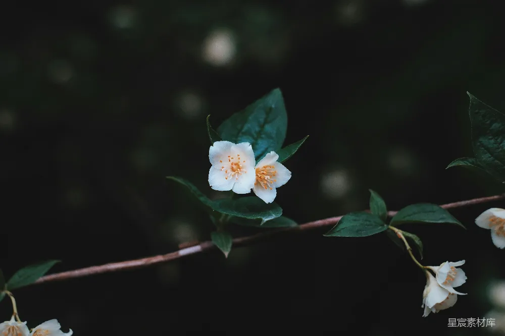 高清摄影  选择性聚焦摄影中的白花瓣花朵