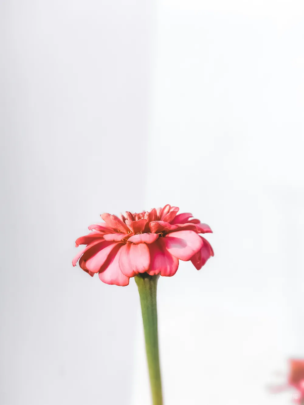 高清摄影  一只粉红色的花放在一个白色的花瓶里。